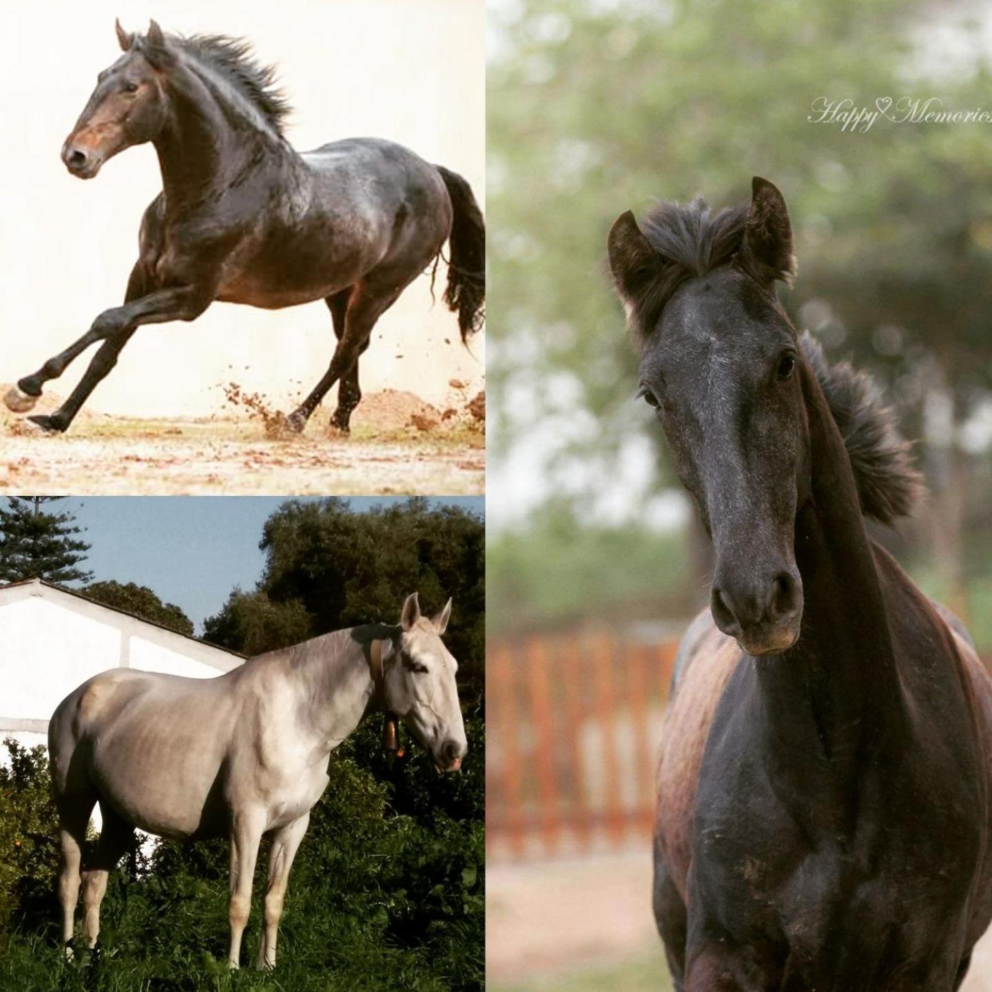 Horse Riding Country House Vila Franca de Xira Ngoại thất bức ảnh