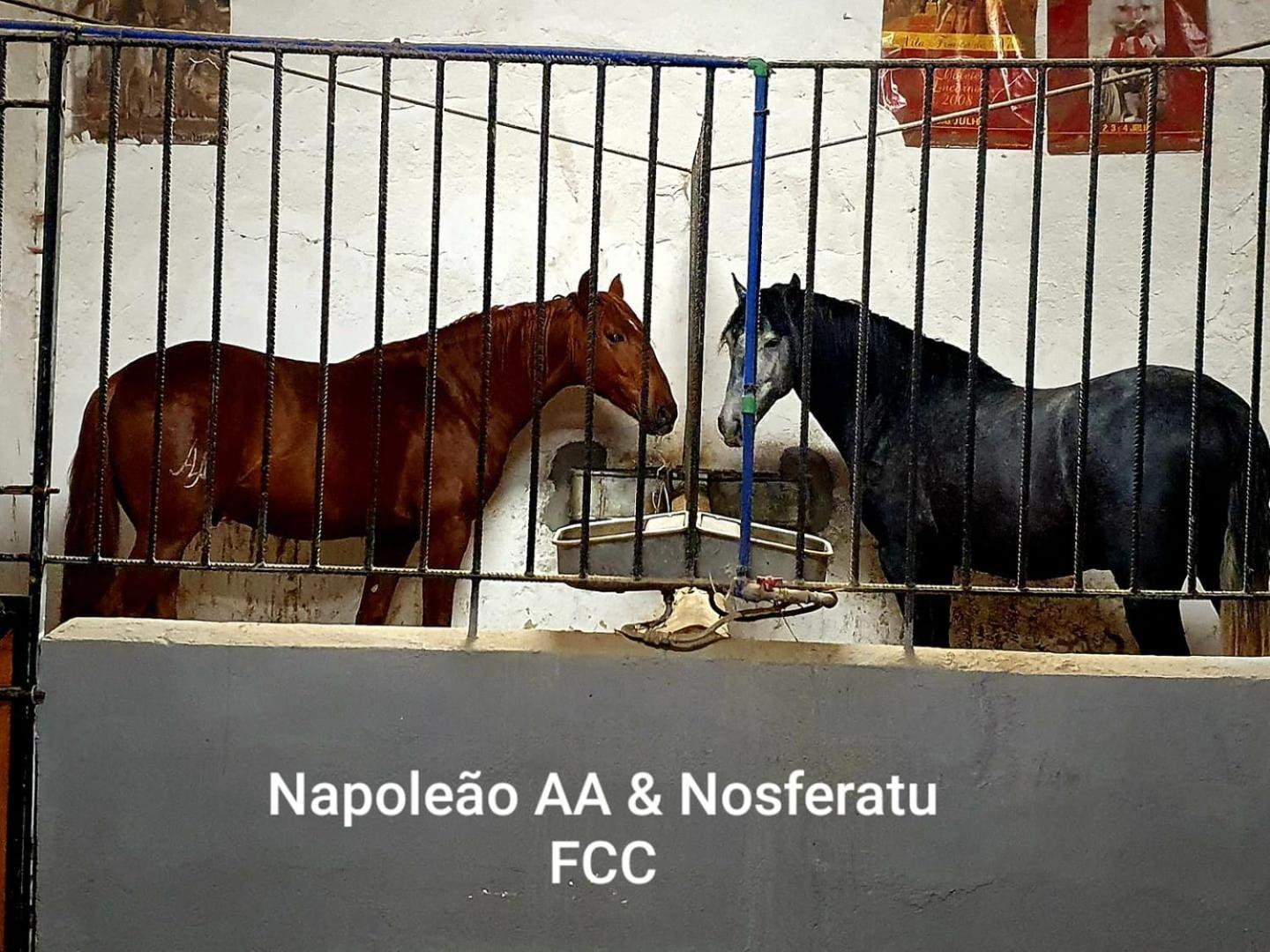 Horse Riding Country House Vila Franca de Xira Ngoại thất bức ảnh