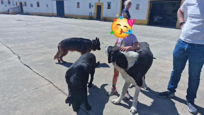 Horse Riding Country House Vila Franca de Xira Ngoại thất bức ảnh