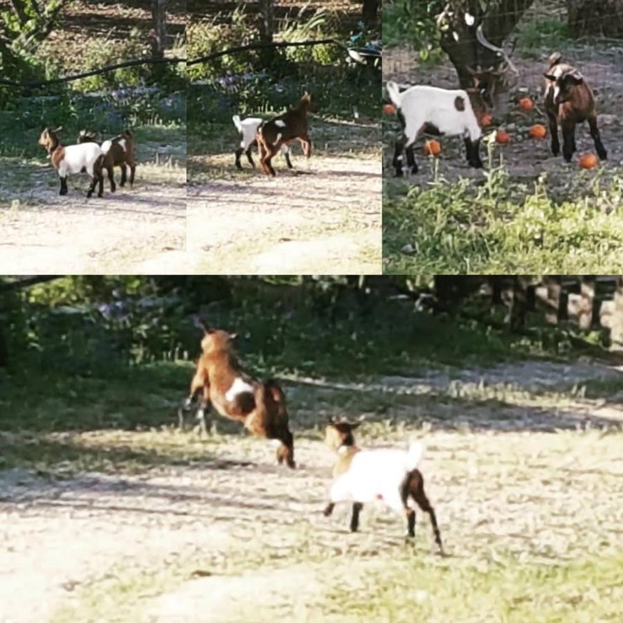 Horse Riding Country House Vila Franca de Xira Ngoại thất bức ảnh